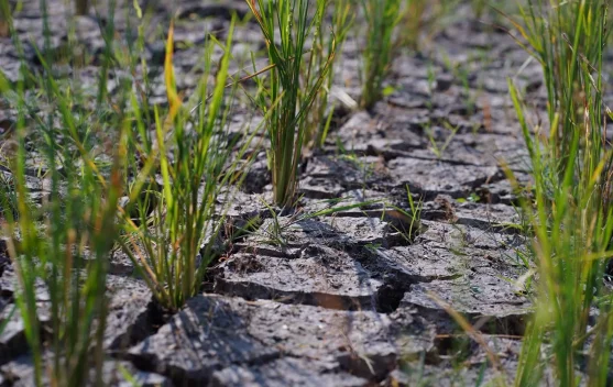 Petani dan petugas memeriksa pompa air di sawah Manyingsal Subang