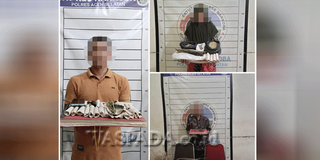 Petugas mengamankan tanaman ganja di area pegunungan Aceh Selatan