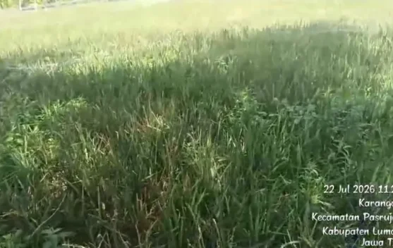 Petani memeriksa tanaman padi yang terserang hama di sawah Lumajang