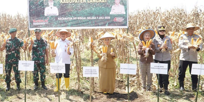 Plt. Bupati Langkat memimpin panen raya jagung di Sei Bingai