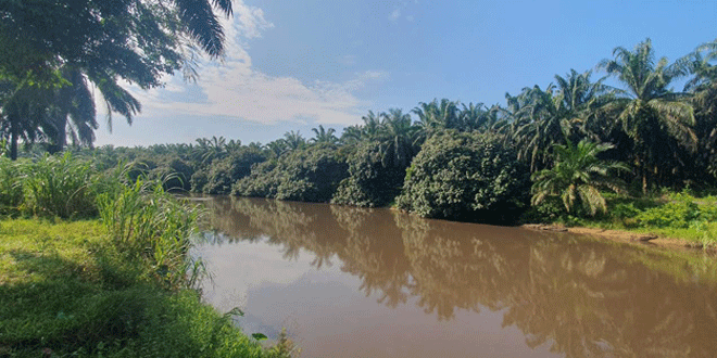 Air Sungai Batang Sosa berubah coklat kehitaman diduga tercemar limbah pabrik kelapa sawit