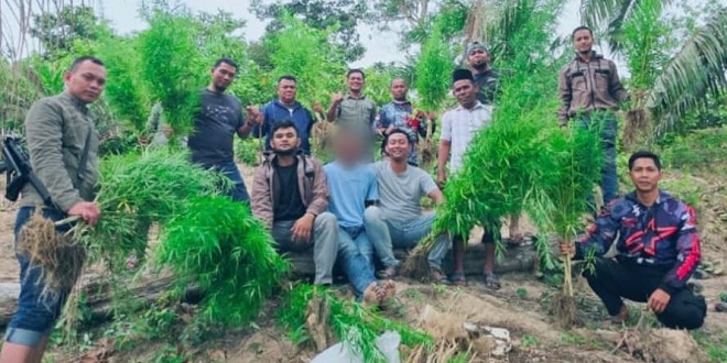 Lokasi ladang ganja di perkebunan sawit Gampong Krueng Lingka Aceh Timur