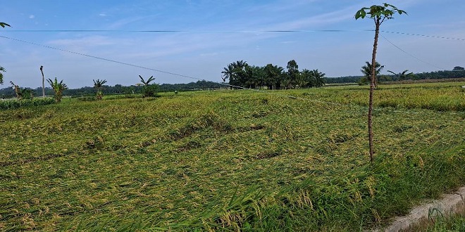 Petani melihat lahan padi tumbang di Simalungun akibat hujan angin