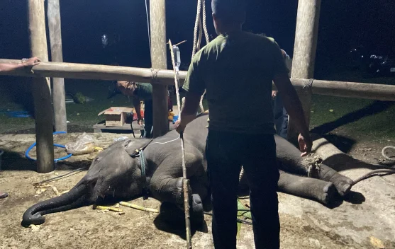 Gajah anakan di Pusat Latihan Gajah Saree Aceh