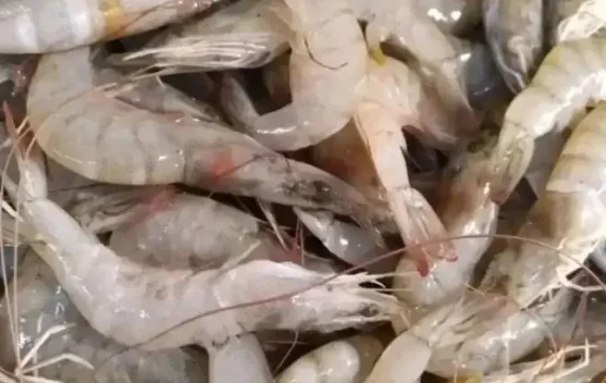 Petambak udang vaname di tambak Sungailiat, Bangka Belitung