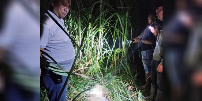 Petak perkebunan tebu di Bulu Cina, lokasi penemuan mayat di Deliserdang
