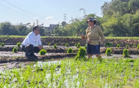 Menteri Pertanian menyerahkan traktor kepada kelompok tani di sawah Wonosari, Semarang