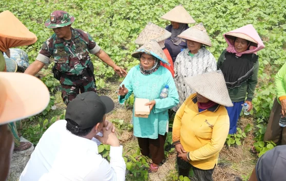 Menteri Pertanian meninjau lahan terdampak kekeringan di Gresik dan membahas bantuan alsintan
