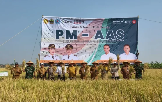 Petani panen padi di Brebes setelah penerapan PM-AAS meningkatkan hasil