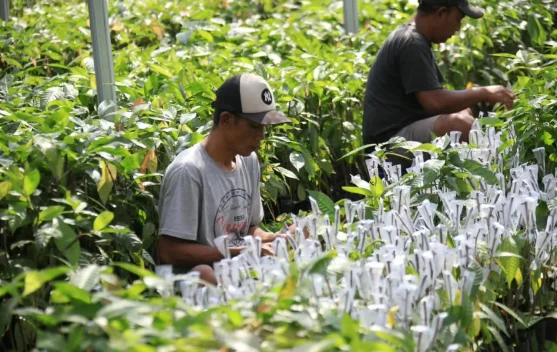 Peninjauan pembibitan kopi dan kakao di Desa Bangun Rejo Lampung Tengah