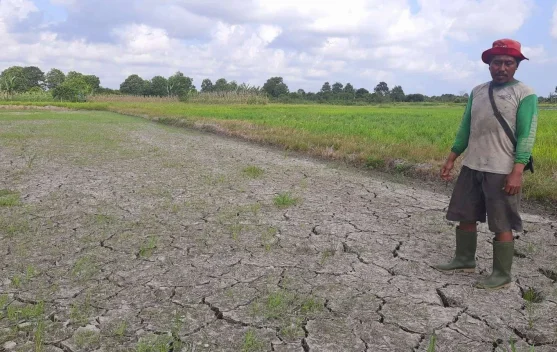 Petani di lahan kering Bangka Belitung memperhatikan kondisi lahan saat musim kemarau 2026
