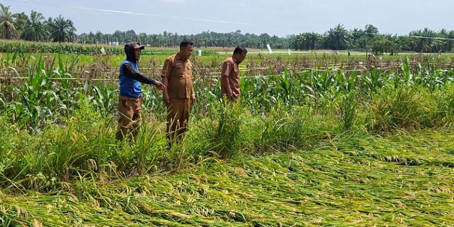 Petani meninjau lahan padi tumbang di Simalungun setelah angin kencang