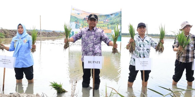 Bupati Darma Wijaya menanam padi di Dusun II Desa Bagan Kuala, Sergai