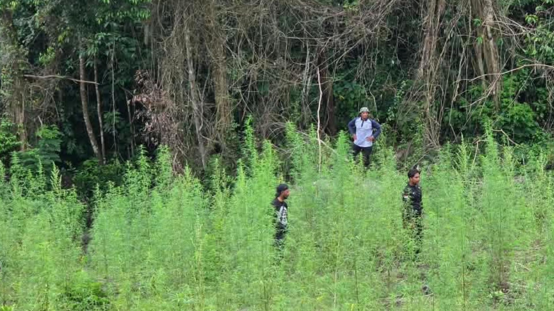 Pemusnahan ladang ganja oleh Deninteldam IM di Aceh Besar, 3.500 batang dimusnahkan