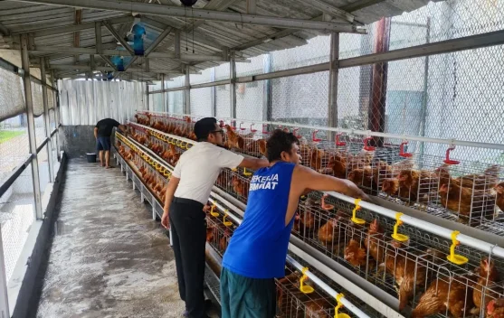 Warga binaan memanen telur di kandang ayam petelur Rutan Cipinang
