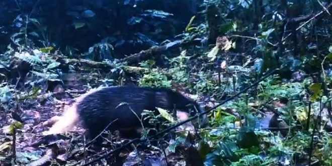 Babi Batang Sumatra terekam camera trap di Taman Nasional Batang Gadis