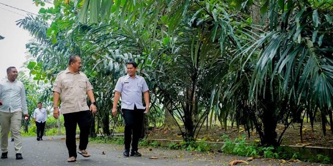 Penangkaran pohon aren dan calon lahan penanaman di Batubara