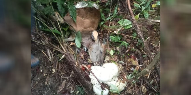Tim BKSDA melakukan identifikasi lokasi serangan harimau terhadap ternak di Humbang Hasundutan