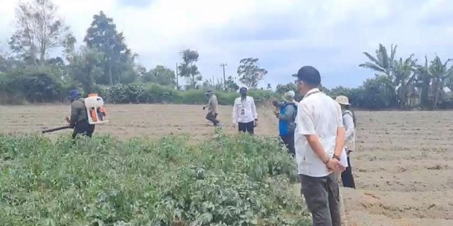 Petugas membersihkan abu vulkanik pada tanaman di sekitar Gunung Sinabung
