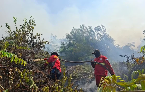 Kabut asap karhutla di Kalimantan dan efek pada kesehatan pernapasan