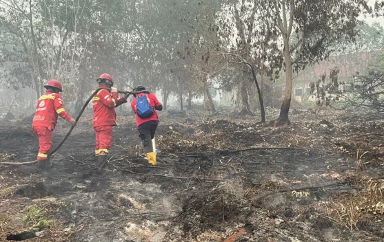 Personel Manggala Agni memadamkan kebakaran lahan gambut di Kalimantan Barat