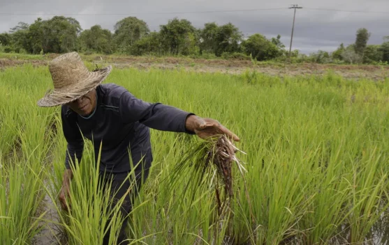 Petani di sawah menerima informasi tentang Asuransi Usaha Tani Padi (AUTP)