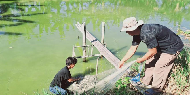Diagram alur produksi pakan MicroMagFeed dari limbah organik menjadi pelet nutrisi