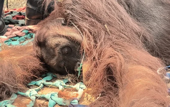Orangutan jantan Sempurna ditemukan lemah di perkebunan Ketapang; evakuasi oleh BKSDA dan YIARI