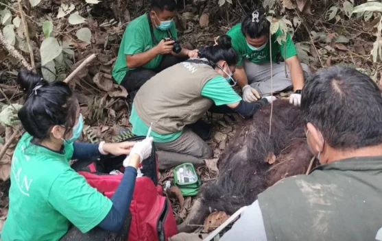 Tim BKSDA mengevakuasi orangutan di Kalimantan Timur untuk rehabilitasi dan pelepasliaran