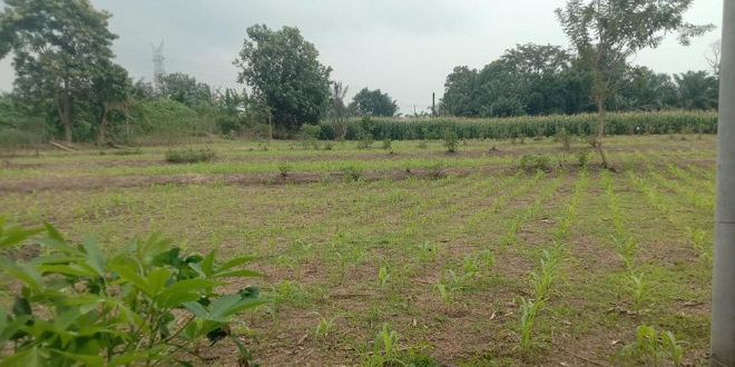Lahan kering dan petani di Silau Malaha akibat saluran irigasi yang rusak