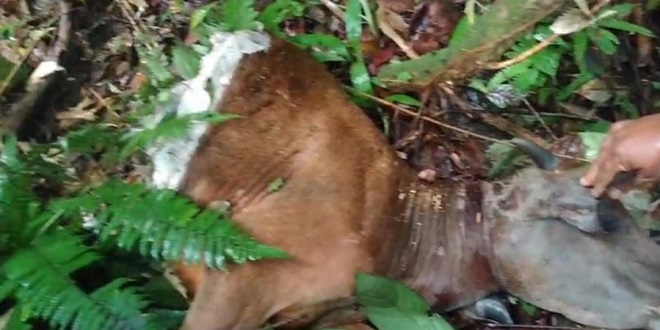 Jejak harimau di perladangan dekat permukiman Desa Tukka Dolok