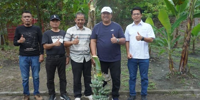 Panen perdana Pisang Kepok Abu berkulit abu-abu dan daging kuning di Asahan