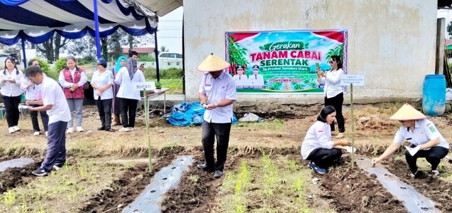 Petani menanam cabai merah di lahan BPP Kecamatan Purba Simalungun
