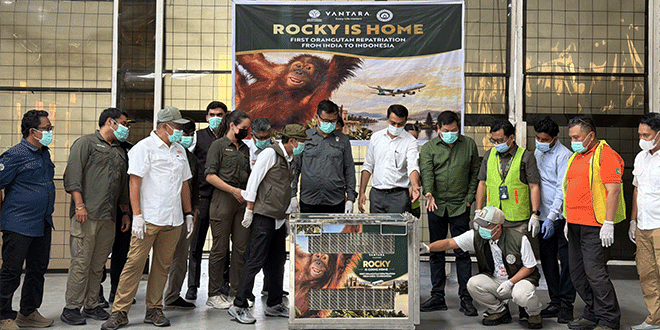 Orangutan Sumatera tiba di Bandara Kualanamu menjalani pemeriksaan karantina