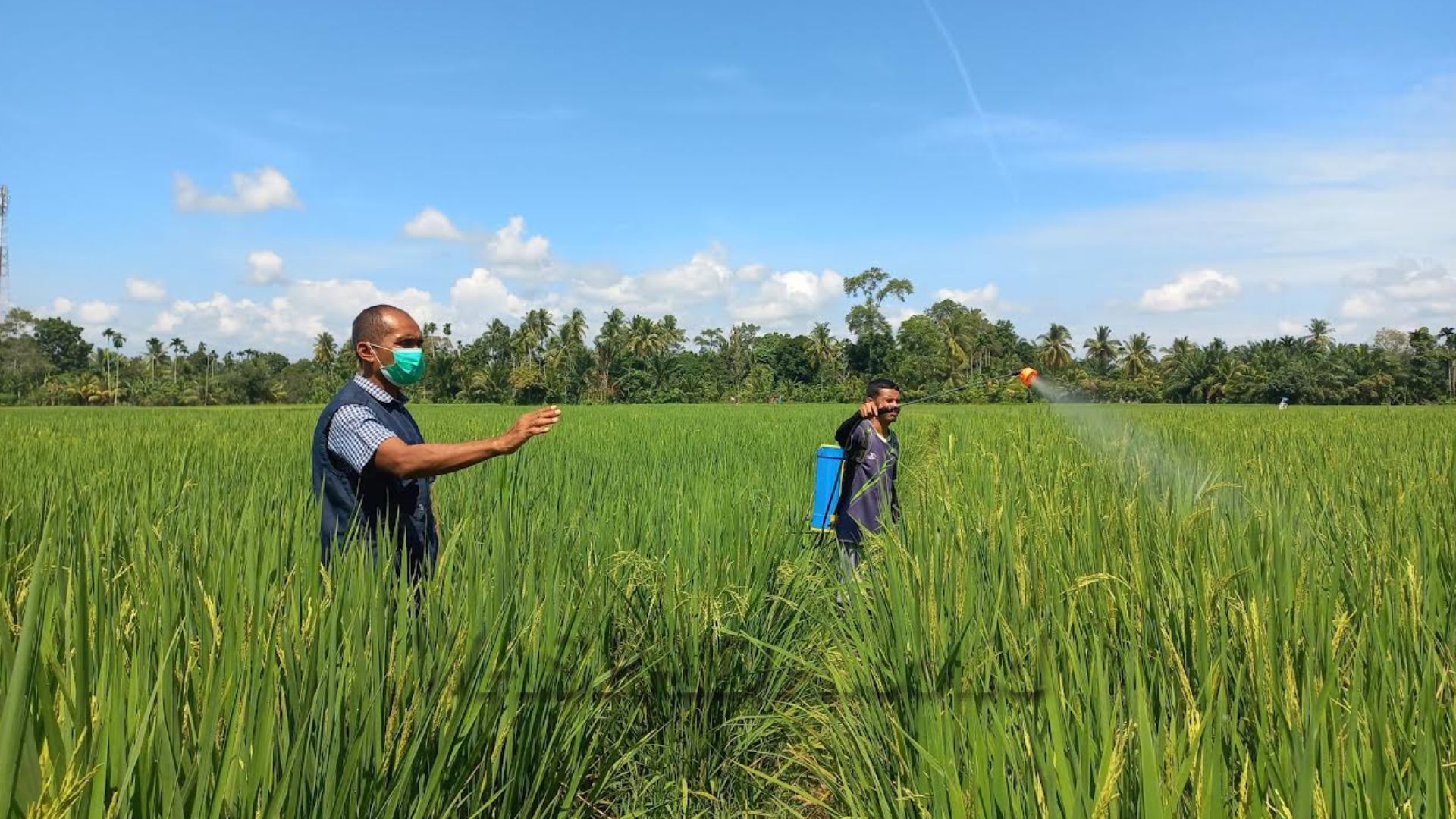 Petani menyemprot lahan pertanian dengan alat pelindung diri untuk mencegah paparan pestisida