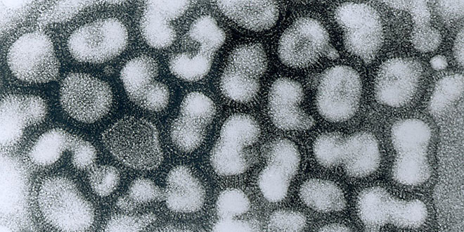 Petugas kesehatan memantau kasus influenza di Sumatera Utara