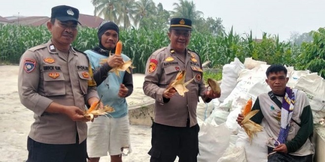 Petani dan petugas Polsek Siantar Marihat mendampingi panen jagung di Marihat Jaya